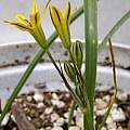 Triteleia dudleyi, Mary Sue Ittner Triteleia dudleyi, Mary Sue Ittner
