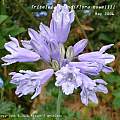 Triteleia grandiflora var. howellii, Rodger Whitlock [Shift+click to enlarge, Click to go to wiki entry]