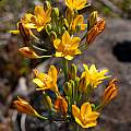 Triteleia guadalupensis, Alan Harper [Shift+click to enlarge, Click to go to wiki entry]