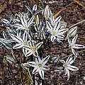 Triteleia hendersonii, Mary Sue Ittner Triteleia hendersonii, Mary Sue Ittner