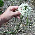 Triteleia hyacinthina, Mark McDonough
