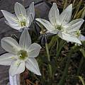 Triteleia hyacinthina, Bob Rutemoeller