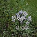 Triteleia hyacinthina, Nevada County, Nhu Nguyen