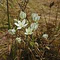 Triteleia hyacinthina, Merced, Mary Sue Ittner