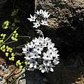 Triteleia hyacinthina, Tilden Botanical Garden, Nhu Nguyen