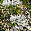 Triteleia hyacinthina 'Dwarf Blue', Mary Sue Ittner