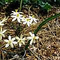 Triteleia ixioides ssp. scabra, Mary Sue Ittner Triteleia ixioides ssp. scabra, Mary Sue Ittner
