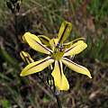 Triteleia ixioides ssp. unifolia, Table Mountain, Nhu Nguyen [Shift+click to enlarge, Click to go to wiki entry]
