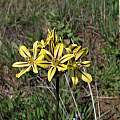 Triteleia ixioides ssp. unifolia, Table Mountain, Nhu Nguyen