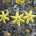 Triteleia ixioides ssp. anilina, Yosemite National Park, Nhu Nguyen