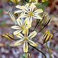 Triteleia ixioides ssp. anilina, Bob Rutemoeller