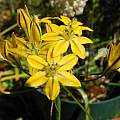 Triteleia ixioides ssp. ixioides, Mary Sue Ittner Triteleia ixioides ssp. ixioides, Mary Sue Ittner