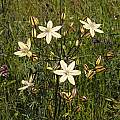 Triteleia ixioides ssp. scabra, Kern, Mary Sue Ittner