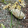 Triteleia ixioides ssp. scabra 'Tiger', Mark McDonough