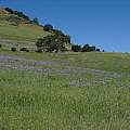 Triteleia laxa, Mt. Diablo form, Nhu Nguyen Triteleia laxa, Mt. Diablo form, Nhu Nguyen