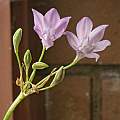 Triteleia laxa '4U', David Pilling [Shift+click to enlarge, Click to go to wiki entry]
