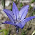 Triteleia laxa, Jim Duggan