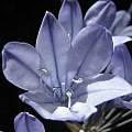 Triteleia laxa, Jim Duggan