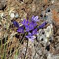 Triteleia laxa, Marin County, Nhu Nguyen