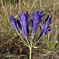 Triteleia laxa, Marin County, Nhu Nguyen