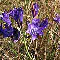 Triteleia laxa, Marin County, Nhu Nguyen
