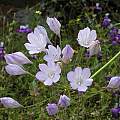 Triteleia laxa, Mariposa County, Mary Sue Ittner
