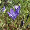 Triteleia laxa, Mt. Diablo form, Nhu Nguyen