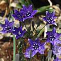 Triteleia laxa, Marin County form, Nhu Nguyen