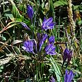 Triteleia laxa, Stornetta Public Lands, Bob Rutemoeller [Shift+click to enlarge, Click to go to wiki entry]