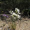 Triteleia laxa, UCBG white form, Nhu Nguyen