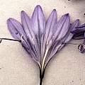Triteleia laxa, Richard Haard
