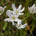 Triteleia lilacina, Mary Sue Ittner [Shift+click to enlarge, Click to go to wiki entry]