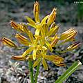 Triteleia montana, Keir Morse, CC BY-SA 3.0