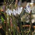 Triteleia peduncularis, Nhu Nguyen [Shift+click to enlarge, Click to go to wiki entry]
