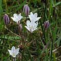 Triteleia peduncularis, Mary Sue Ittner [Shift+click to enlarge, Click to go to wiki entry]