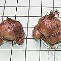 Triteleia peduncularis corms, Mary Sue Ittner