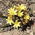 Triteleia piutensis, Matt Berger [Shift+click to enlarge, Click to go to wiki entry]
