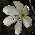Tritonia bakeri ssp. bakeri, Andrew Harvie [Shift+click to enlarge, Click to go to wiki entry]