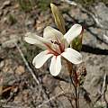 Tritonia cooperi, Cameron McMaster