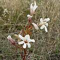 Tritonia cooperi, Cameron McMaster