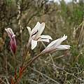 Tritonia cooperi, Cameron McMaster