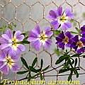 Tropaeolum azureum, Bill Dijk