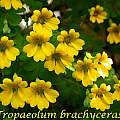 Tropaeolum brachyceras, Bill Dijk Tropaeolum brachyceras, Bill Dijk
