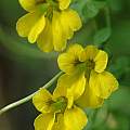 Tropaeolum brachyceras, Mary Sue Ittner Tropaeolum brachyceras, Mary Sue Ittner