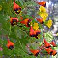 Tropaeolum tricolor and Tropaeolum brachyceras, Mary Sue Ittner Tropaeolum tricolor and Tropaeolum brachyceras, Mary Sue Ittner