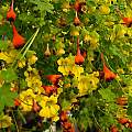 Tropaeolum tricolor with Tropaeolum brachyceras, Mary Sue Ittner Tropaeolum tricolor with Tropaeolum brachyceras, Mary Sue Ittner