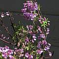 Tropaeolum hookerianum spp. austropurpureum, Nhu Nguyen