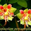 Tropaeolum pentaphyllum, Bill Dijk