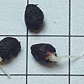 Tropaeolum speciosum seed germinating 18th February 2014, David Pilling