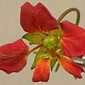 Tropaeolum speciosum, 26th August 2014, David Pilling Tropaeolum speciosum, 26th August 2014, David Pilling